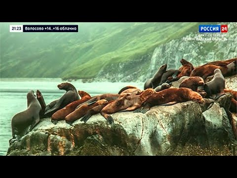 ВЕСТИ 24 Санкт-Петербург от 16.08.2021