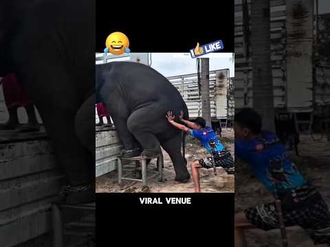 🐘 தம்பிக்கு பாகுபலி'னு நெனப்பு! 🐘🤣🔥