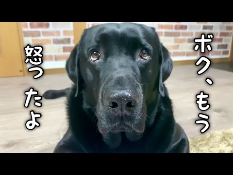 全犬必見！黒ラブがおねだり術を教えてくれるようです【ラブラドールレトリバー】