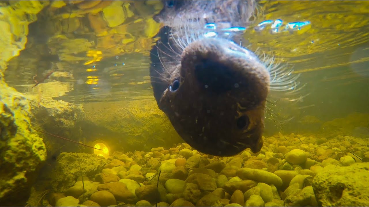 Catching Alien Fish For Kia! Cute Baby Otter Ft. DeerMom and Paul Cuffaro