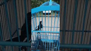 pikat Kacer Borneo ekor ngipas