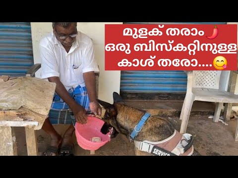 മുളക് കൊടുത്ത് ബിസ്കറ്റിനുള്ള പൈസയായി😋 Laika|LeoLaika|Chottuz