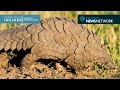 Pangolin Conservation and Care