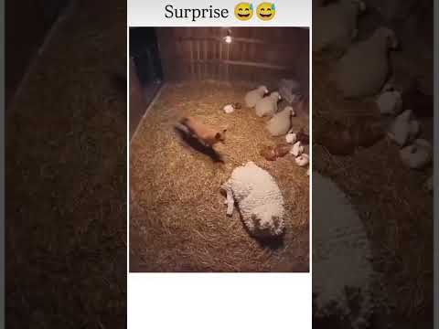 Let's keep our farm animals safe ( awareness)