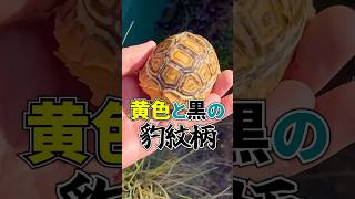 ４年ぶりにリクガメを購入しました！