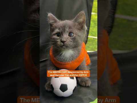 😺These tiny athletes with big soccer dreams are READY for their final match of the MEOW CUP🏆