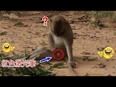 Monkey video Prank monkey #funny #monkey #monkeyvideo #animals #funnyanimal #monkeyshow #animals