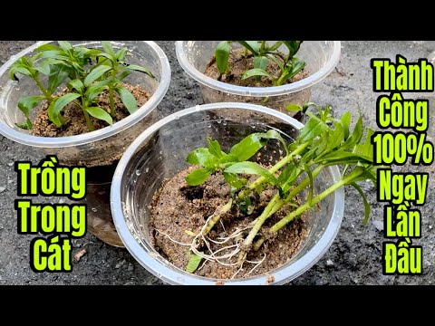 Ngò Ôm Trồng Từ Đọt Trong Cát / Bạn Nào Không Tin Cứ Bao Cơm Tui Tới Tận Nhà Chỉ Trồng Luôn