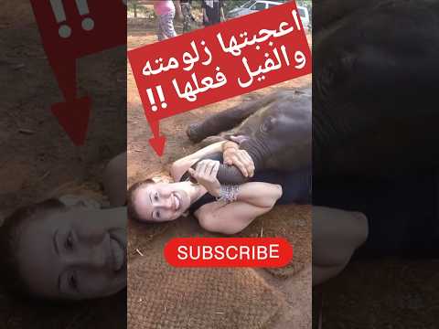 سيدة 🔥👈وفيل🐘 يفعلان شئ غريب والنهاية اغرب !!😉🐘