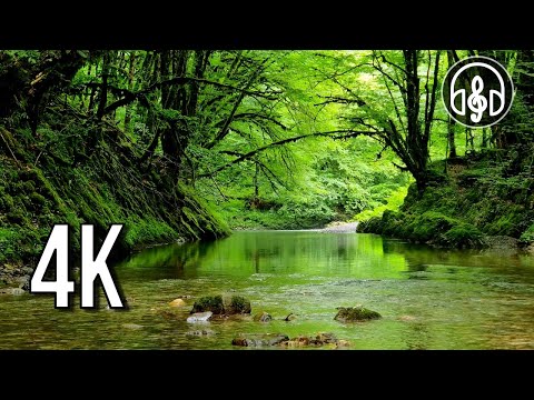 Morning sounds of a gentle forest river and relaxing birdsong