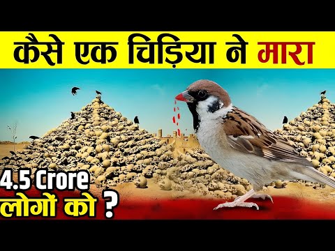 कैसे एक चिड़िया ने ली 4.5 करोड़ लोगों की जान! गौरैया चिड़िया विलुप्ति का कारण!