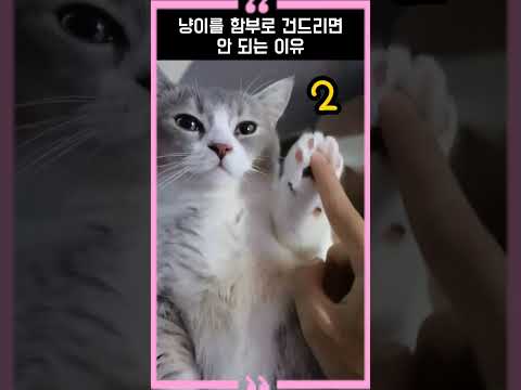 냥이를 함부로 건드리면 안 되는 이유
