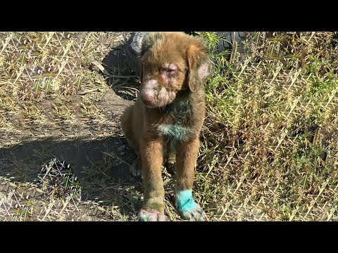 Poor Puppy Became The Toy of The Children in The Village, They Colored & Shaved Him