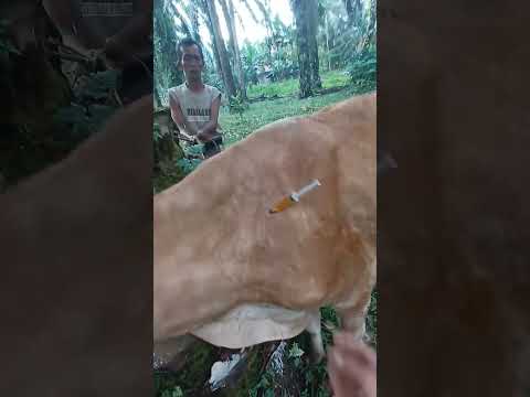 [INDUK SUPER] INJECT VITAMIN B-KOMPLEKS INDUK SIMENTAL SUPER‼️ #animals #shorts #cow