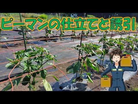 【ピーマンの仕立てと誘引】トマトやナスと比べるとだいぶ楽な野菜。