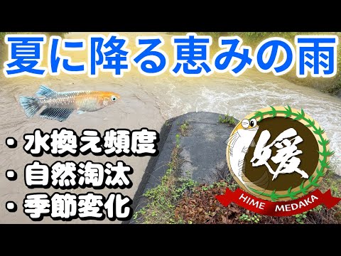 【恵みの雨】メダカ飼育の水換え頻度への考え方とスパルタ飼育の自然淘汰の「強い」の意味~【媛めだか】