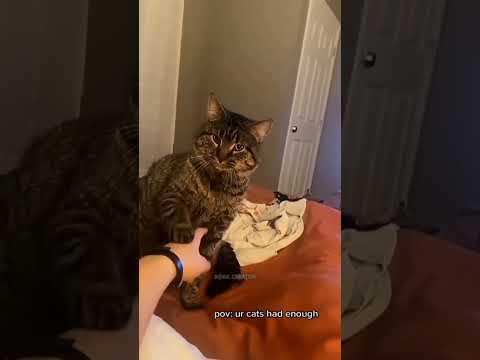 cats have no attitude #catshorts #cat #cute #trendingshorts