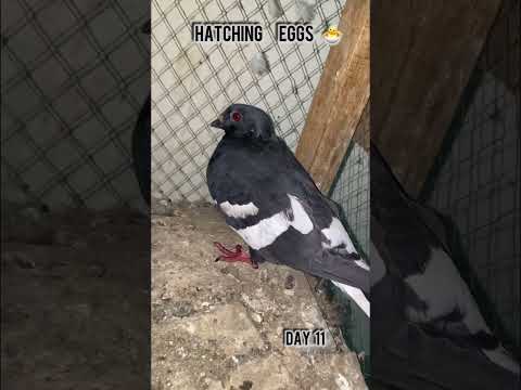 Black Gandadar Eggs #shorts#reels#pigeon#kabutar#hatching#egg#pigeonbreeding
