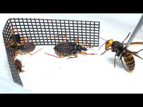 アサシンバグにオオスズメバチ近付けてみた