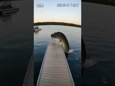 Dock Cam: Giant Muskie Snatches Small Dog—Then What?