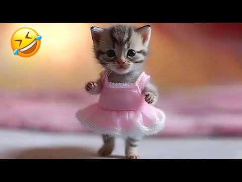 New Funny Animals 2023 ๐๐ Funniest Cats and Dogs Videos ๐ถ๐ป Part 17