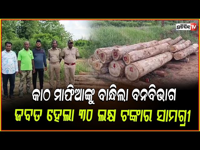 ସାଇକେଲରେ ବୋହି ନେଉଥିଲେ ଶାଗୁଆନ ଗଣ୍ଡି, ଧରିଲା ବଡଗଡ ବନ ବିଭାଗ ! Segun Wood Seized in Ganjam .