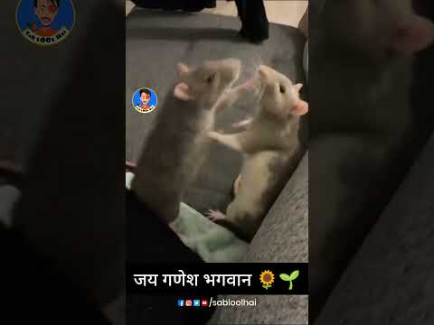 Mushak Kumar Raj Ka Ganesh Chaturthi || Sab LOol Hai #sabloolhai