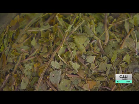 Austin sober living house warns about kratom use