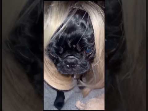 Wait for it...🤣🐶 #funny #pets #animals