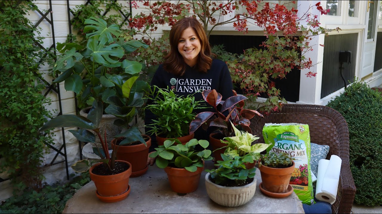 House Plant Haul! #4