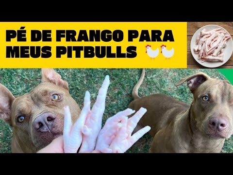 PÉ DE FRANGO PARA MEUS PITBULLS , SERÁ QUE GOSTARAM ? ASSISTAM ! #pitbull #receitas