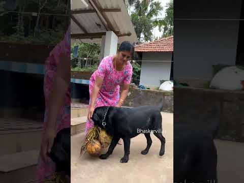 ദേ റോക്കി പിന്നേം 🔥🔥🔥🔥 #dog #puppy #bhaskarvillas