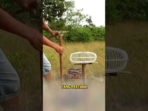 Jebakan Burung  Elang Pakai Kipas Bekas, Emang Bisa? #short #burungelang #jebakanburung #kipasangin