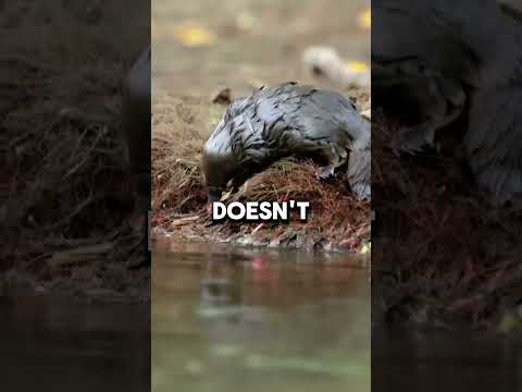 Why Are Platypus So Weird #animalfacts