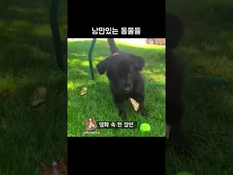 낭만있는 동물들