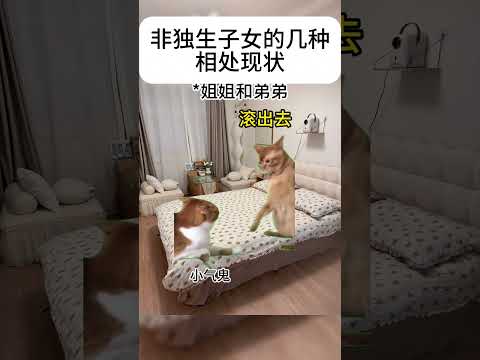 猫の動画サムネイル - 非独生子女的几种相处现状#有趣 #猫meme #猫meme剧场 #内容过于真实  #故事 #貓 #猫猫meme小剧场 #喵不可言
