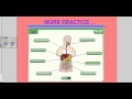 Digestive System Functions and Structures