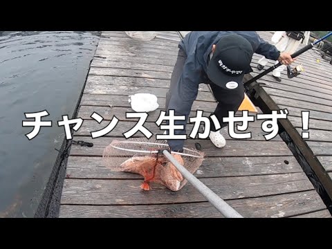 『釣りガチャ』でリール◯亡【海恵】釣ガチ海上釣堀#238