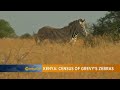 Grevy's Zebras Conservation and Census