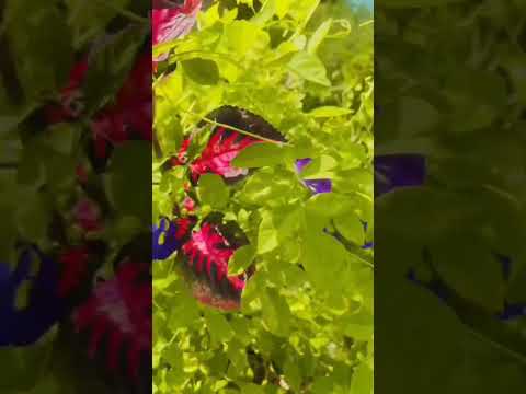 #shorts #shortsfeed #trending #viral #youtubeshorts #ytshorts #flowers