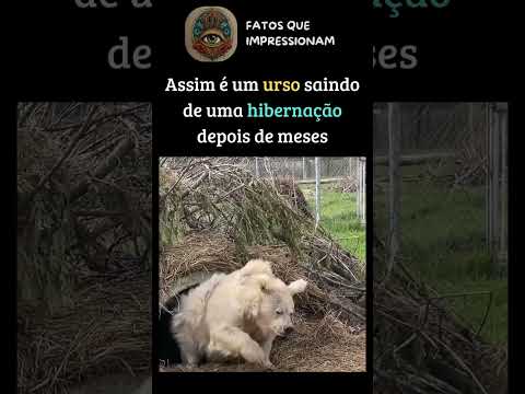 Urso polar saindo da hibernação #ursoo #animais #hibernation #natureza #toca #turismo #viagens