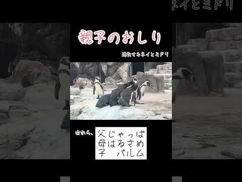 おしりの整列🐧🐧🐧 #東武動物公園 #赤ちゃん サムネイル