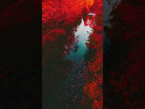 Red Forest x Rab Kare Song 🎧 Mood-Booster #RelaxingMusic#RedAesthetic#NatureMusic#Shorts