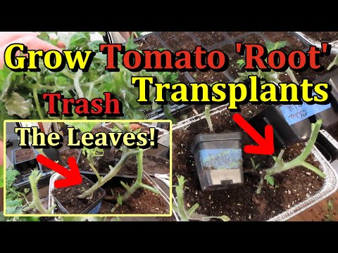 A New Way to Grow Tomato Transplants For An Earlier Harvest (Try 2 or 3 Tomato 'Root' Transplant)