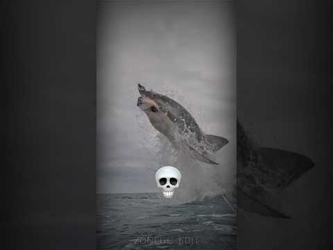 How scary the shark is! ☠️