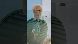 Funny Hamster #hamsters #funnyvideo #prank