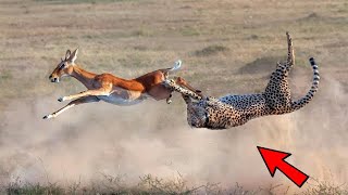 ATRAPADOS CUANDO ESCAPABAN  - ANIMALS CAPTURED WHEN THEY ESCAPED