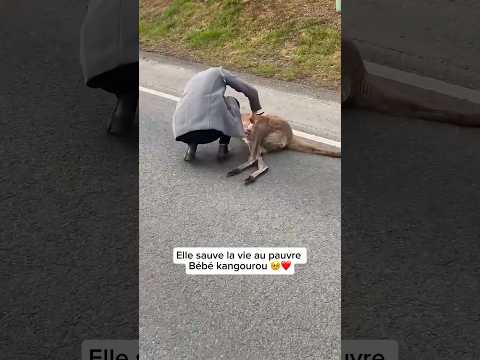 Elle sauve un bébé kangourou🥹❤️#animals #animisme #fypage #cute #fypviral #animaux #wildlife #love