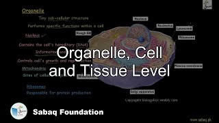Organelle, Cell and Tissue Level