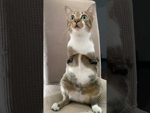 猫の動画サムネイル - walawalawawa🐱🦖 #dinocattutu #猫 #catlife